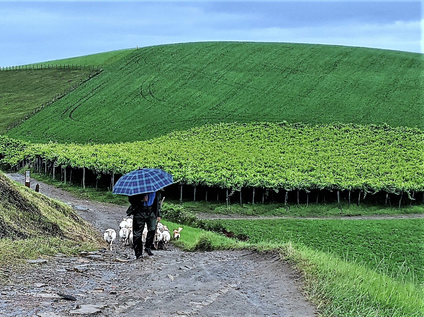 My Camino Day August 4 2018 included sheep and their shepherd, who was using an umbrella